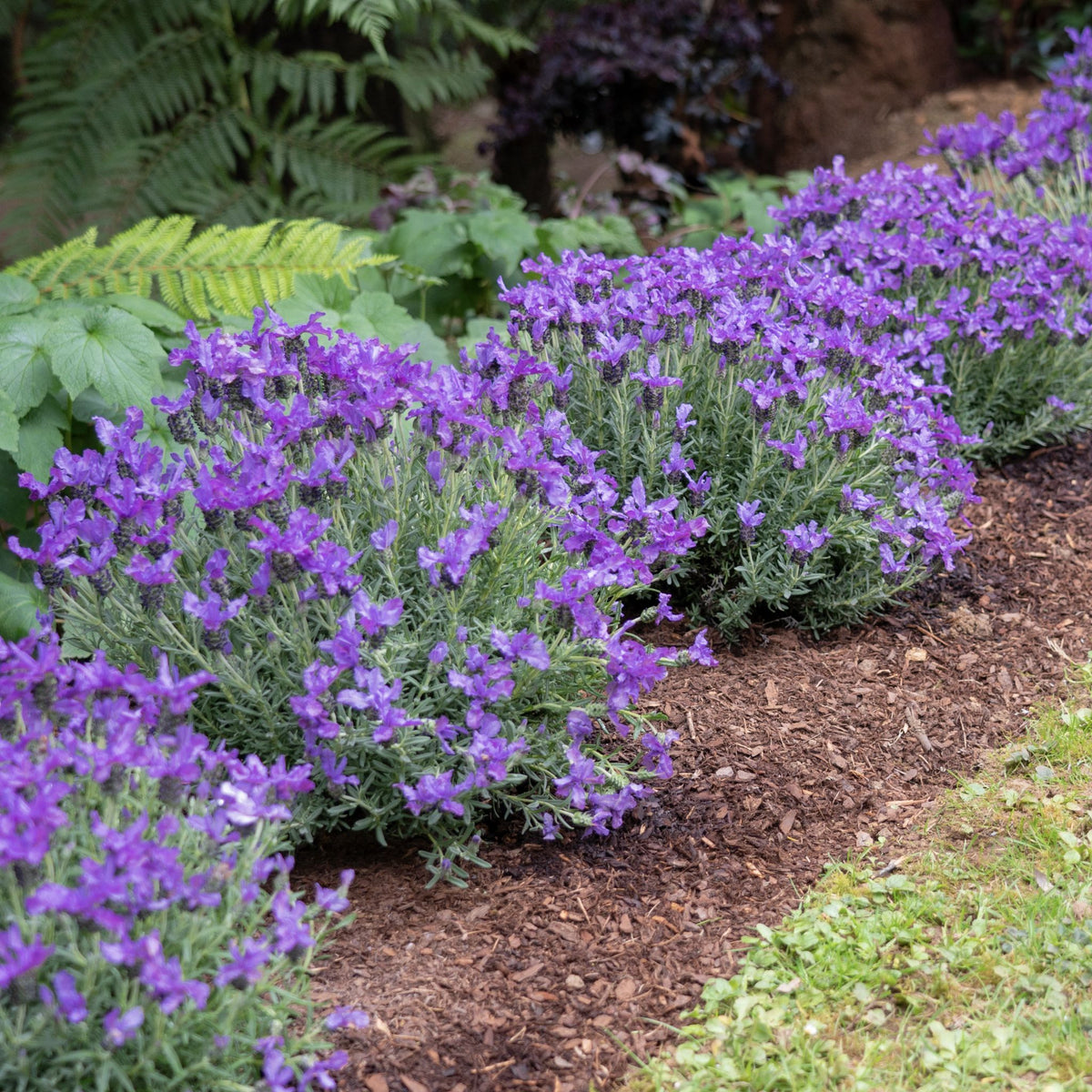 Lavender 'King'