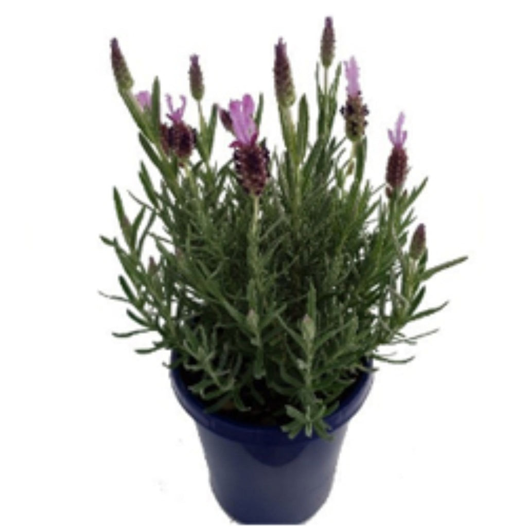 Lavender 'Elite Purple'