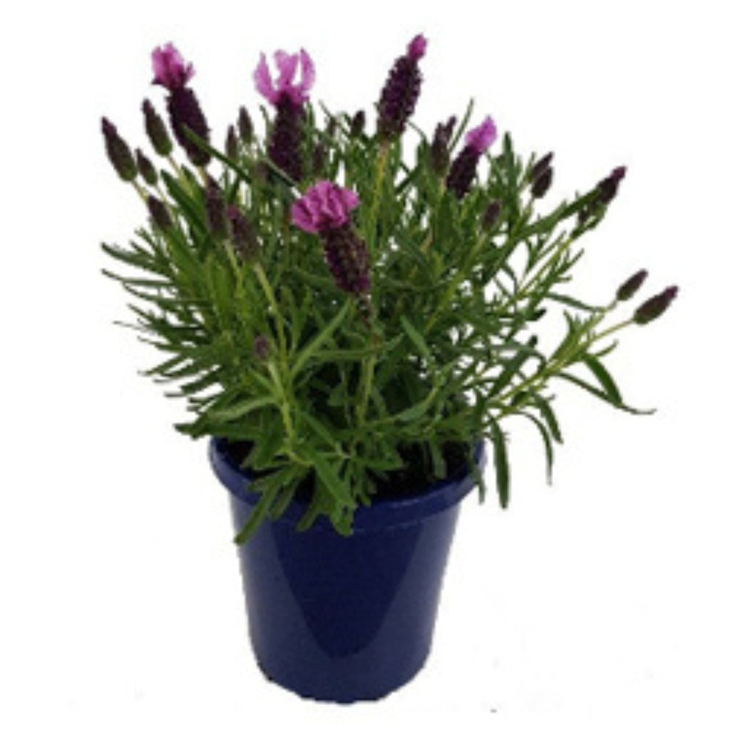 Lavender 'Elite Rose'