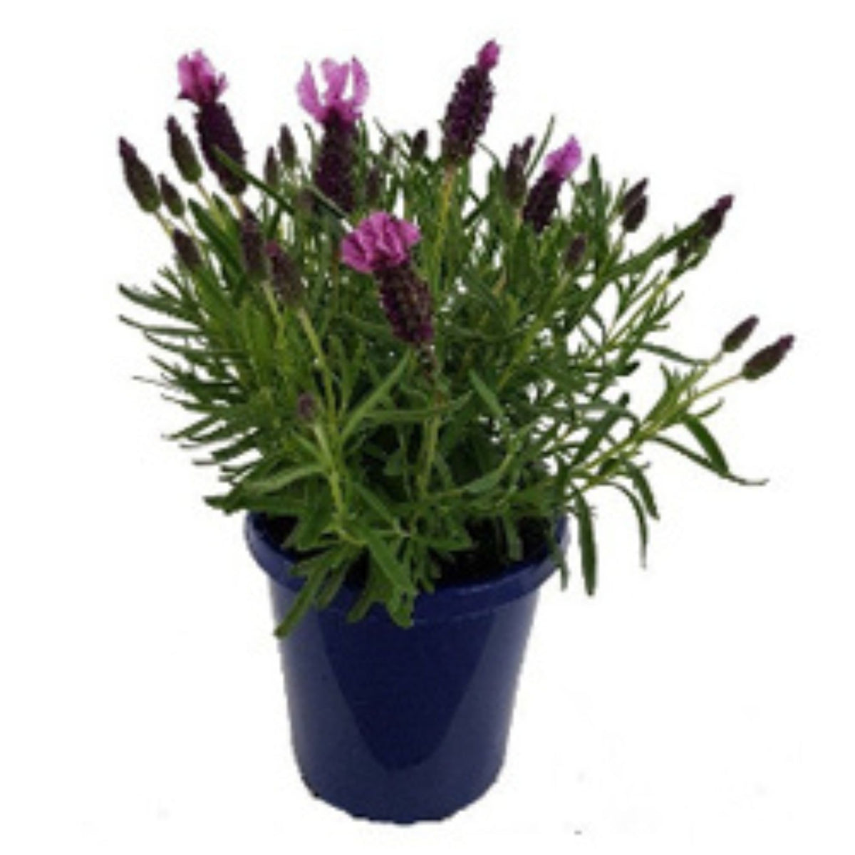 Lavender 'Elite Rose'