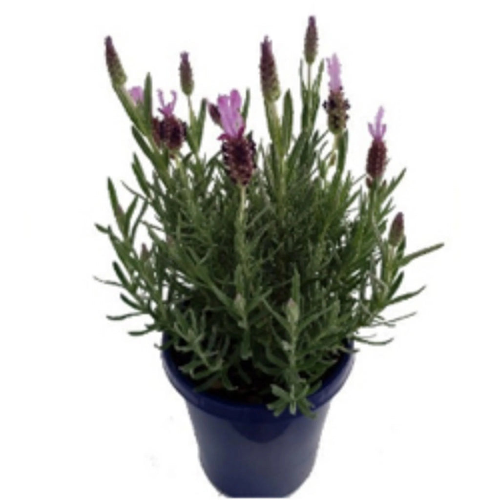 Lavender 'Elite Purple'