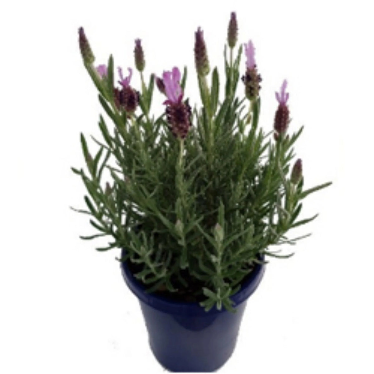 Lavender 'Elite Purple'
