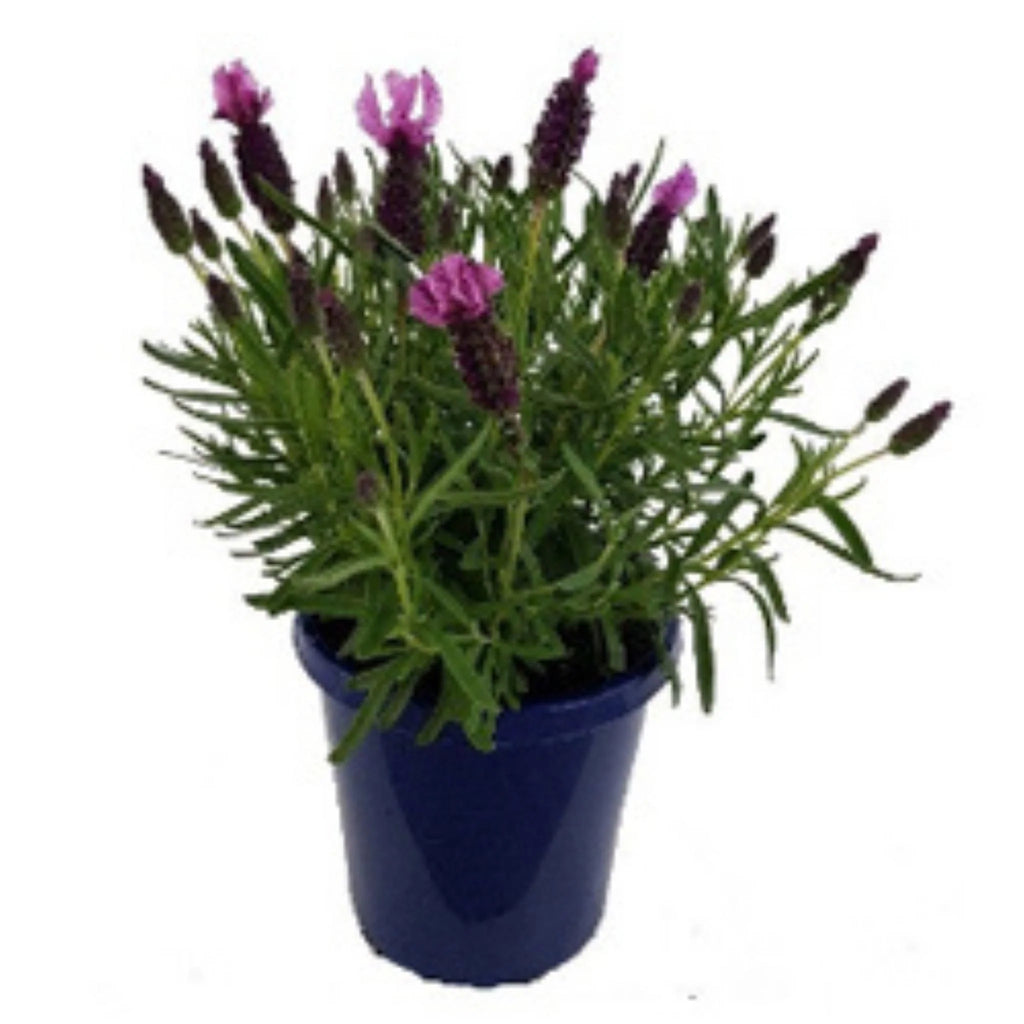 Lavender 'Elite Rose'