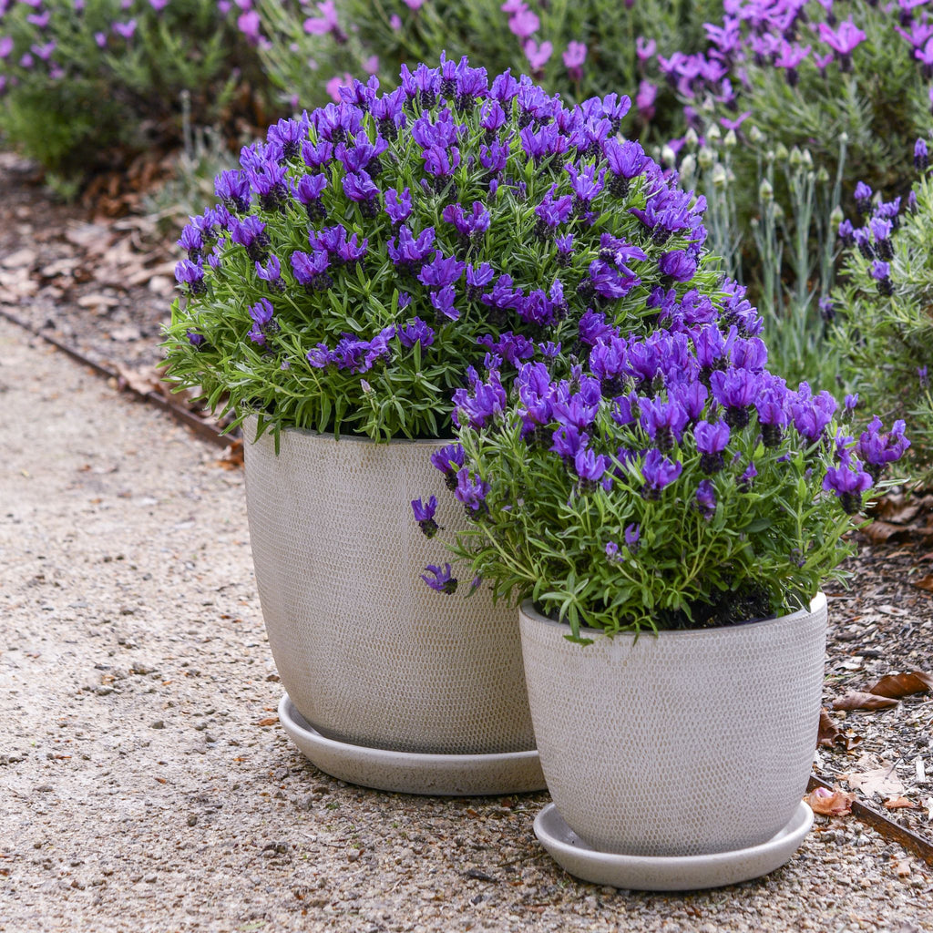 Lavender 'Prince'