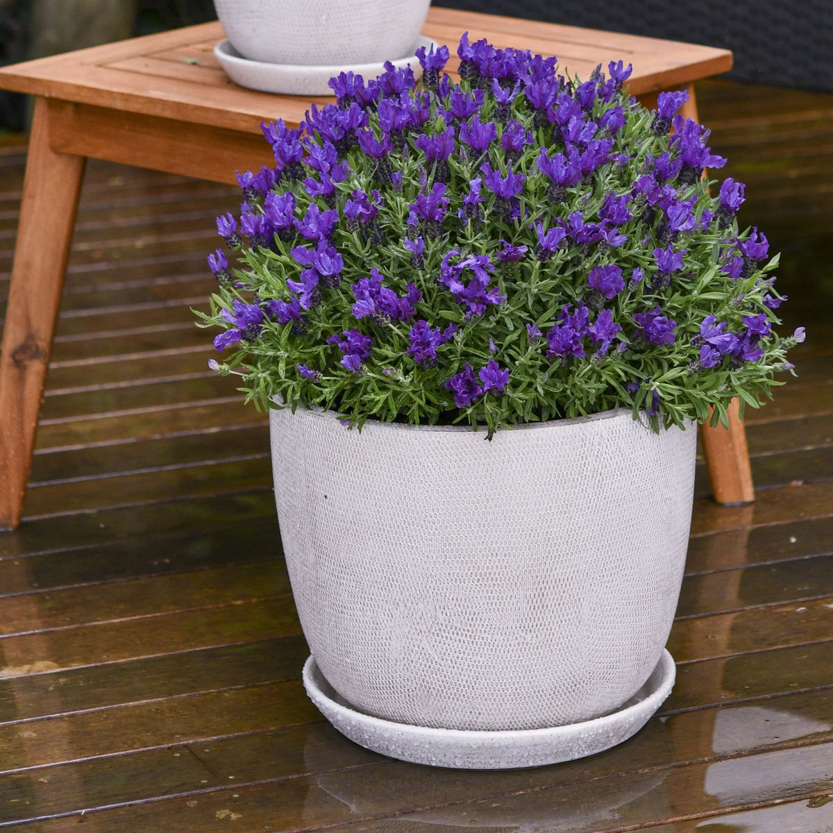 Lavender 'Prince'