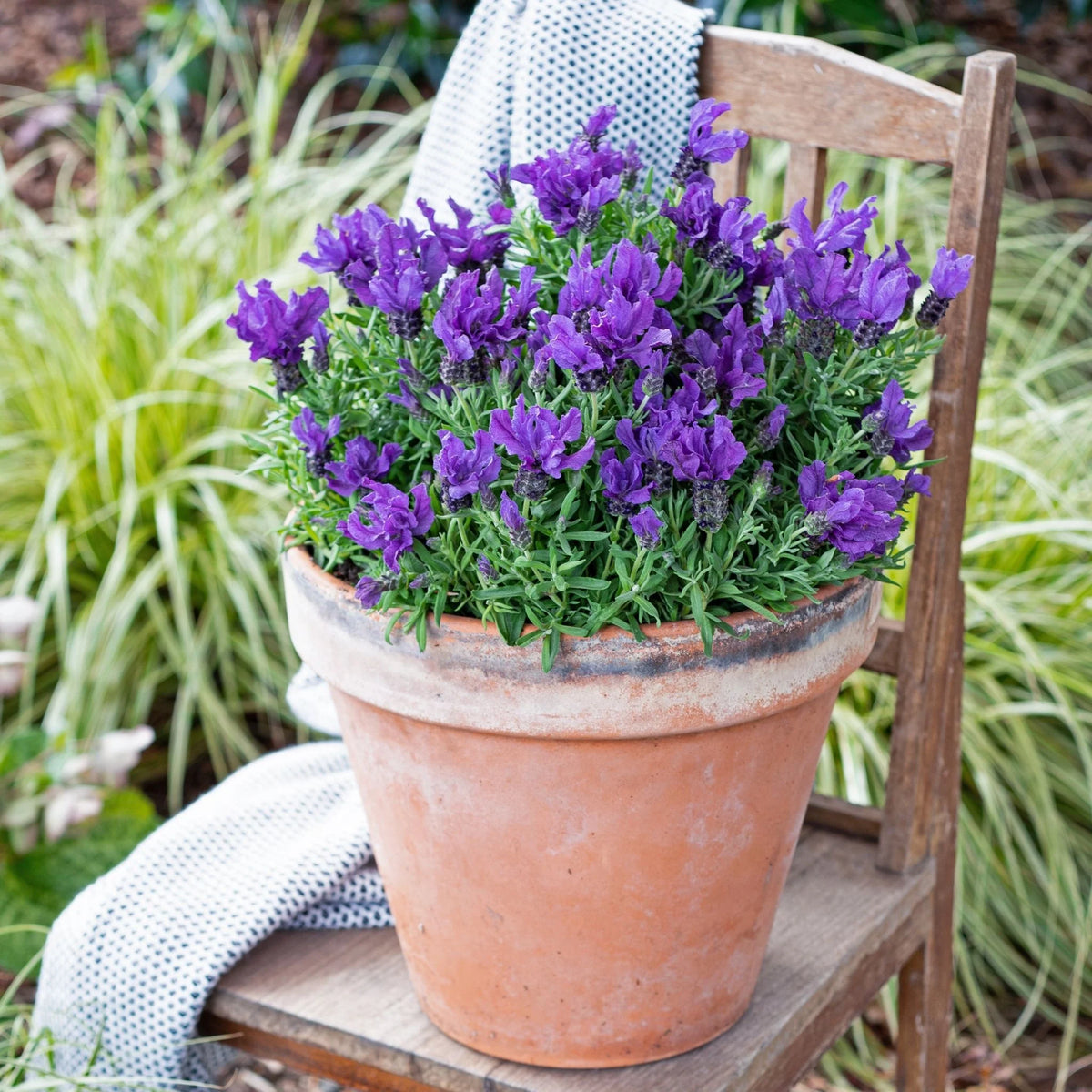 Lavender 'Prince'