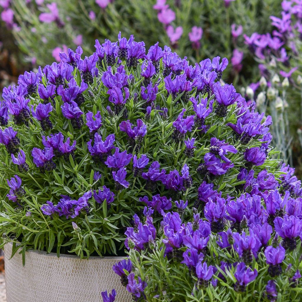 Lavender 'Prince'