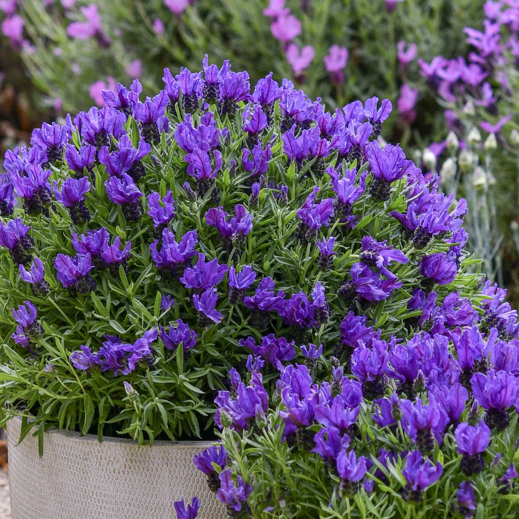 Lavender 'Prince'