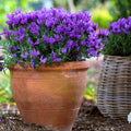 Lavender 'Prince'