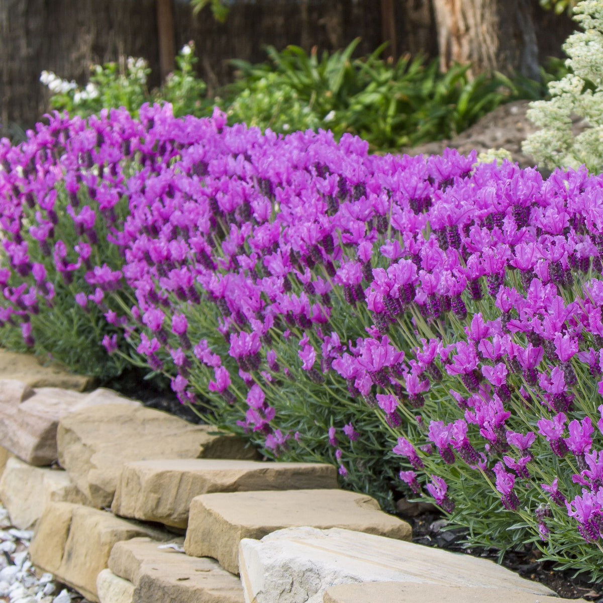 Lavender 'Princess'