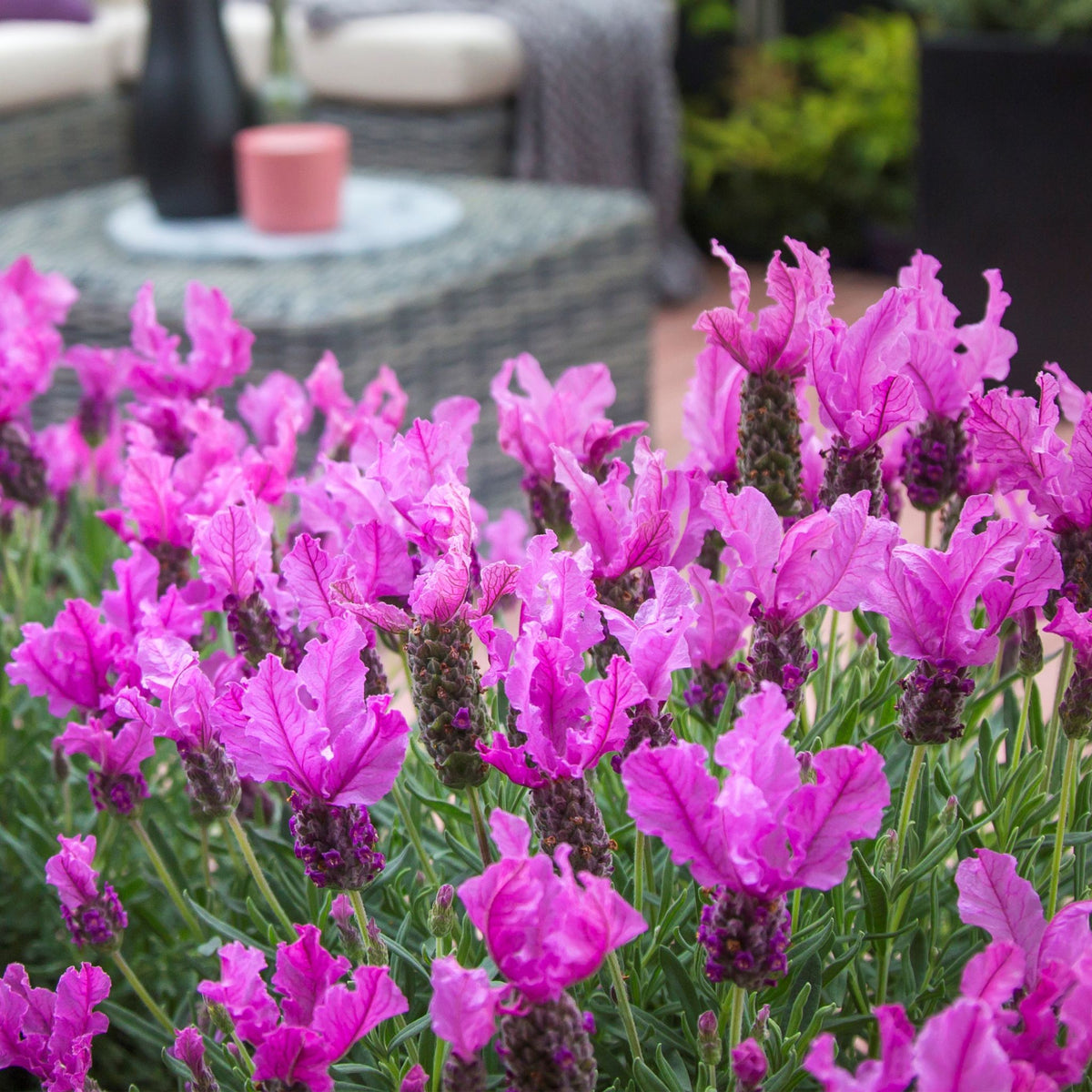 Lavender 'Princess'