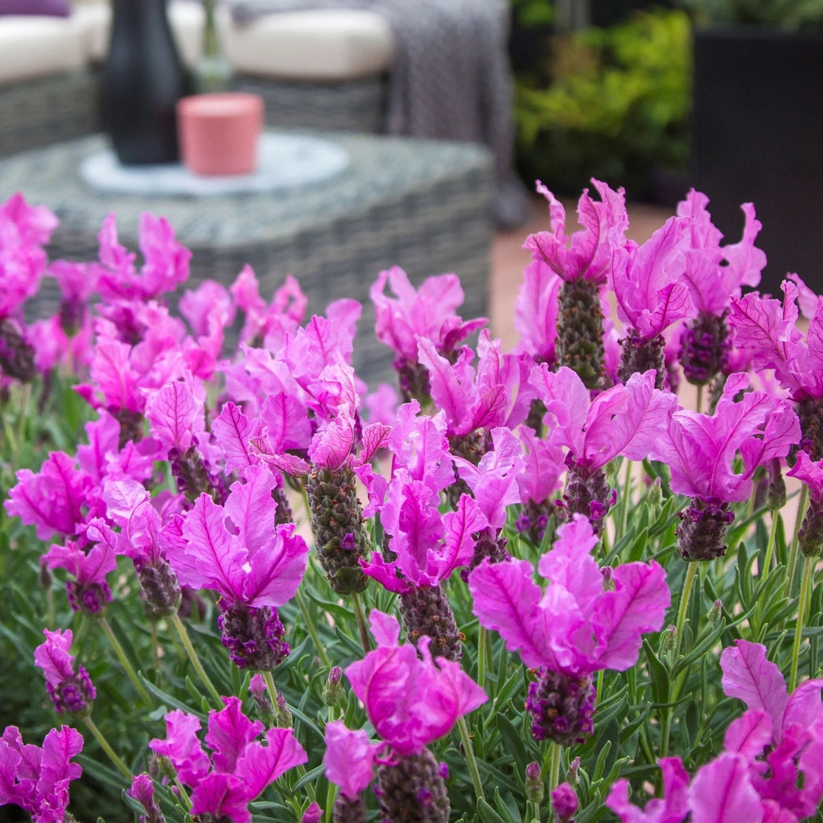 Lavender 'Princess'