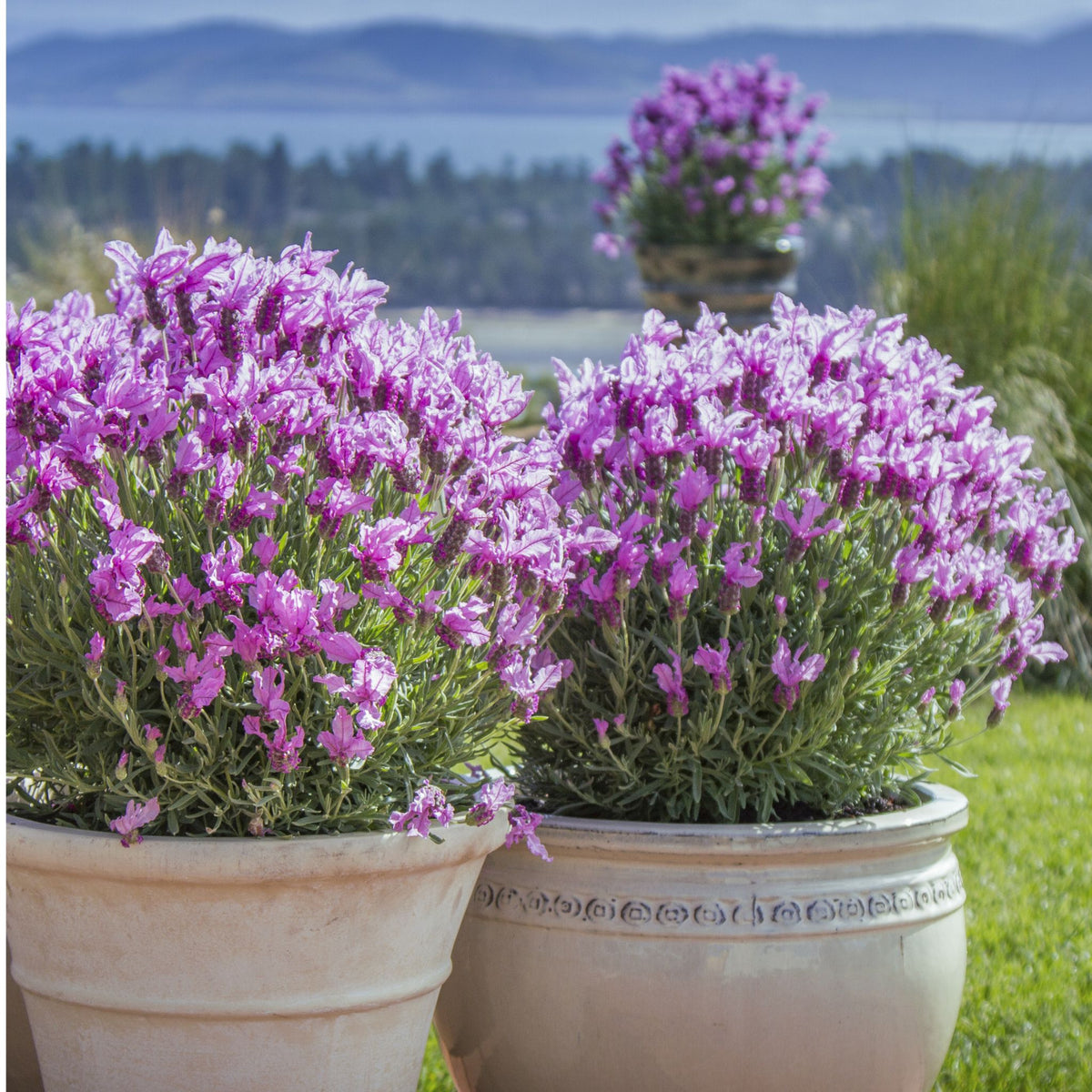 Lavender 'Princess'
