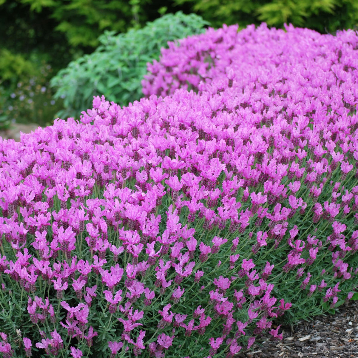 Lavender 'Princess'