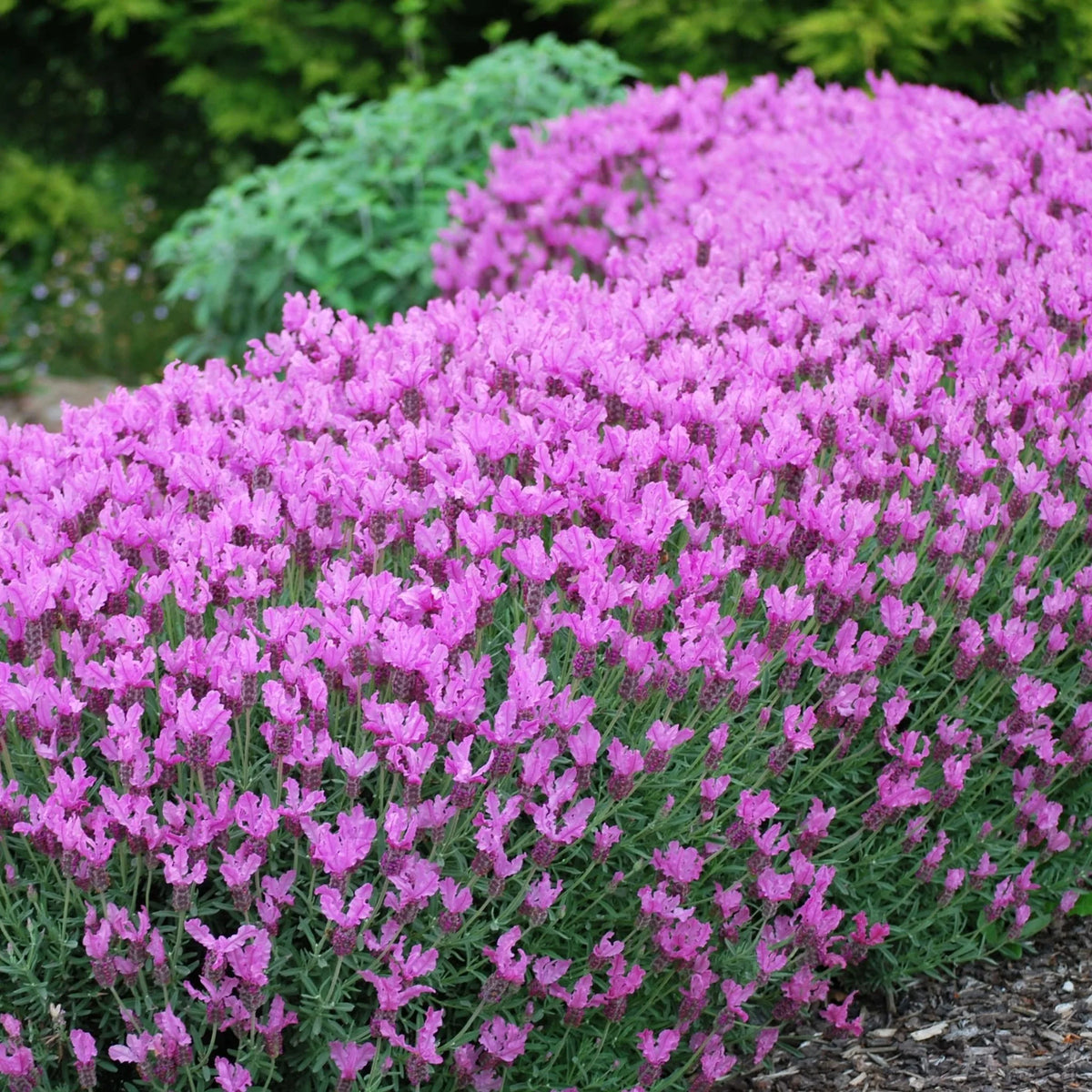 Lavender 'Princess'