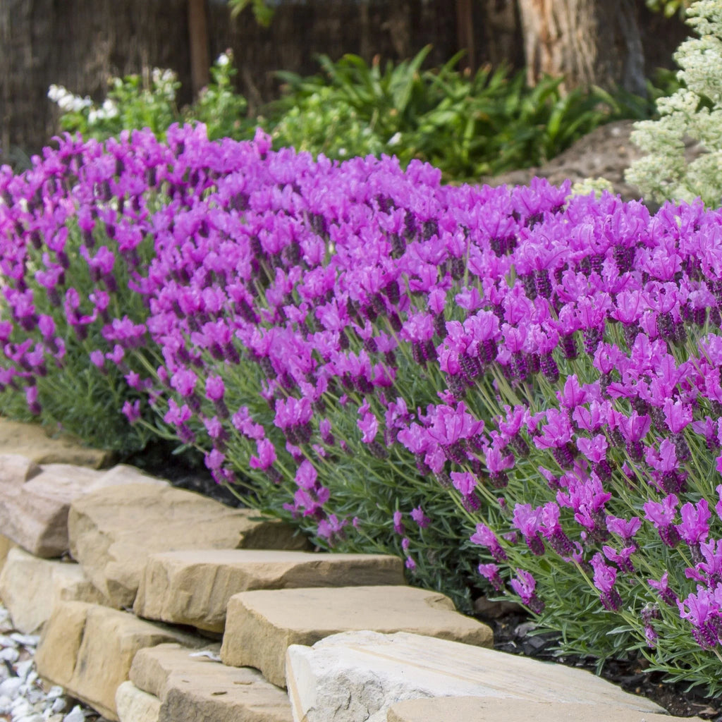 Lavender 'Princess'
