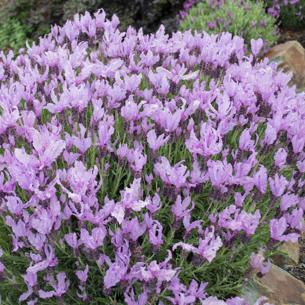 Lavender 'Queen'