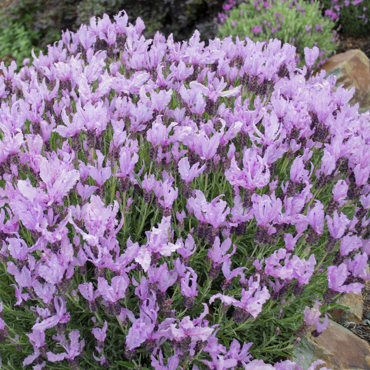 Lavender 'Queen'