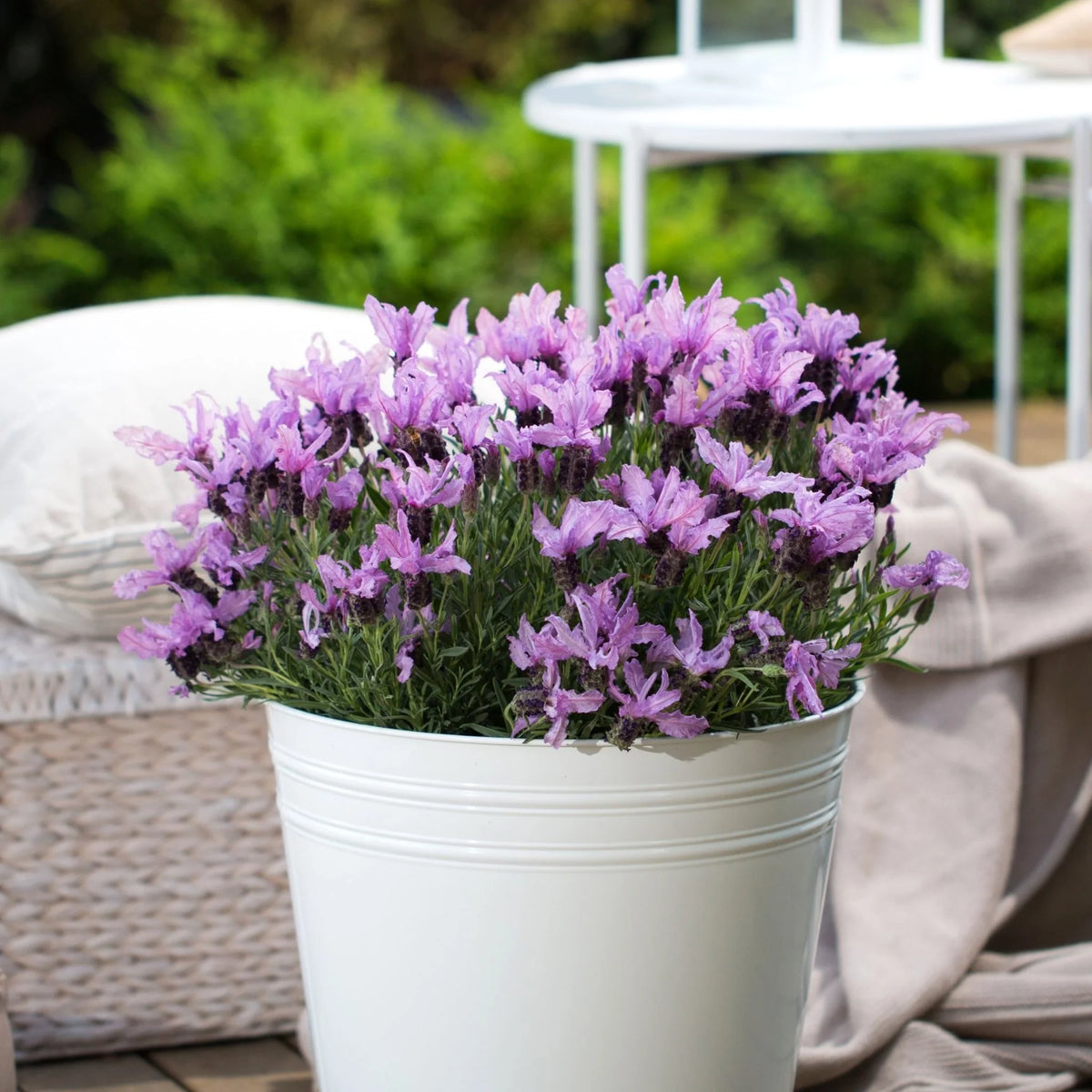 Lavender 'Queen'
