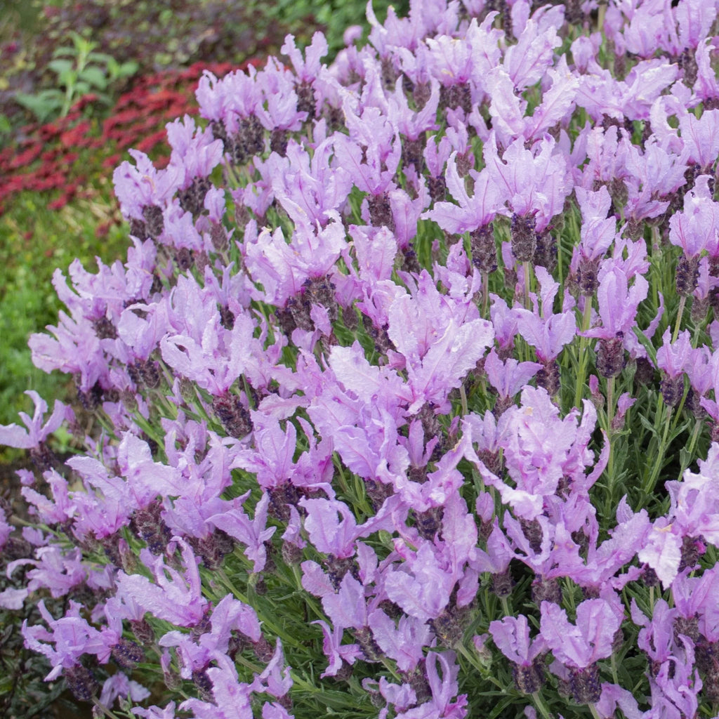 Lavender 'Queen'