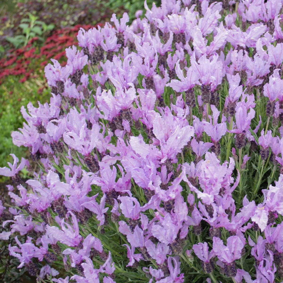 Lavender 'Queen'