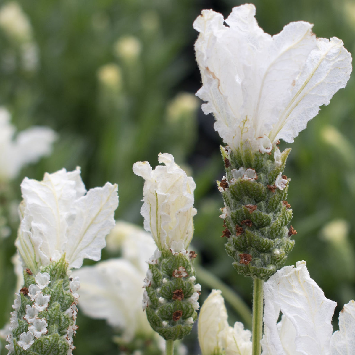 Lavender 'Snow Princess'