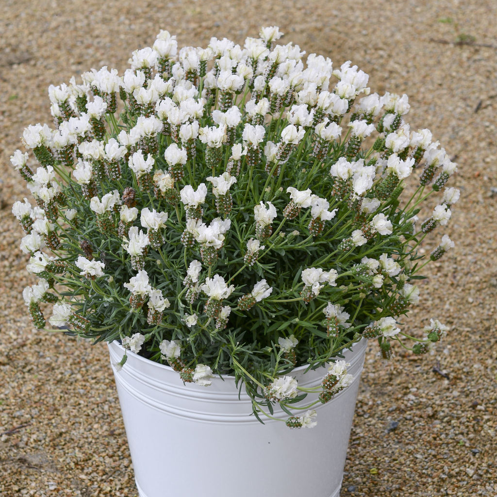 Lavender 'Snow Princess'