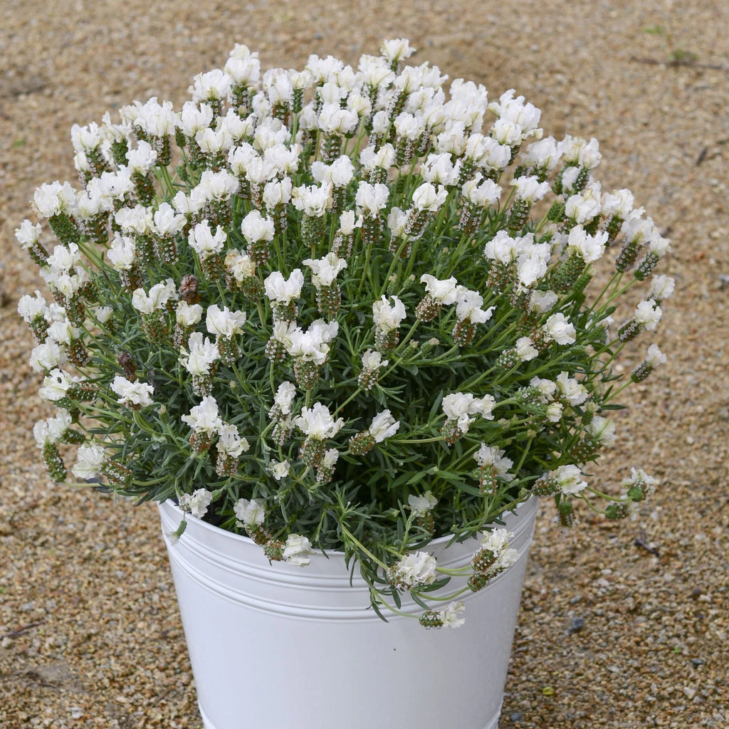 Lavender 'Snow Princess'