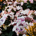 Trailblazer Hydrangea 'Picotee'